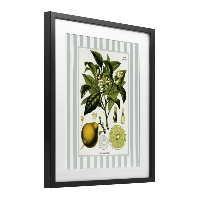 «Lemon Plant Green Stripes», reproduction encadrée sous verre encadrée, H 16 po x l 13 po, Cadre noir minuit