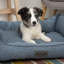 Polyester Pet Bed-51330046-51342085