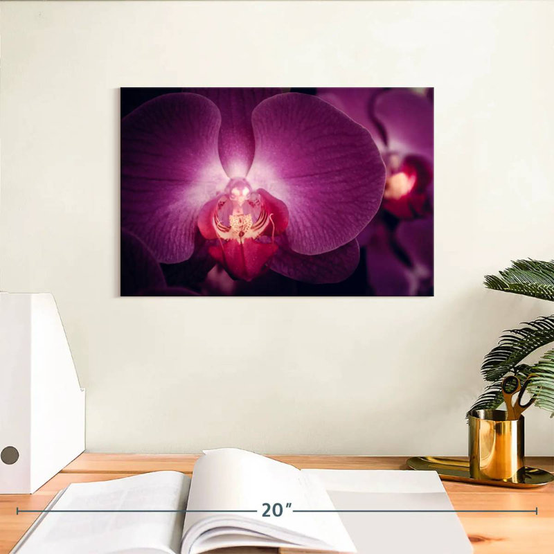 Harnek Purple Moth Orchid, 8" H x 12" W