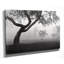 « into the brume » par monte nagler,, reproduction de photo sur toile tendue-19704812