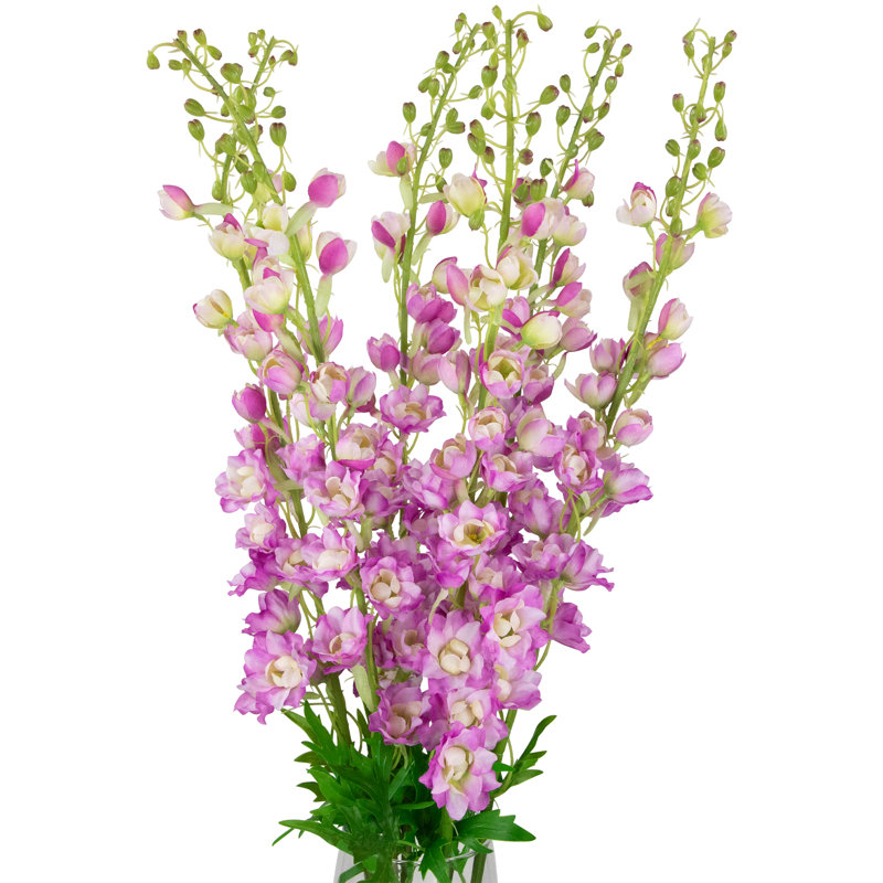 Tiges Delphinium, Rose
