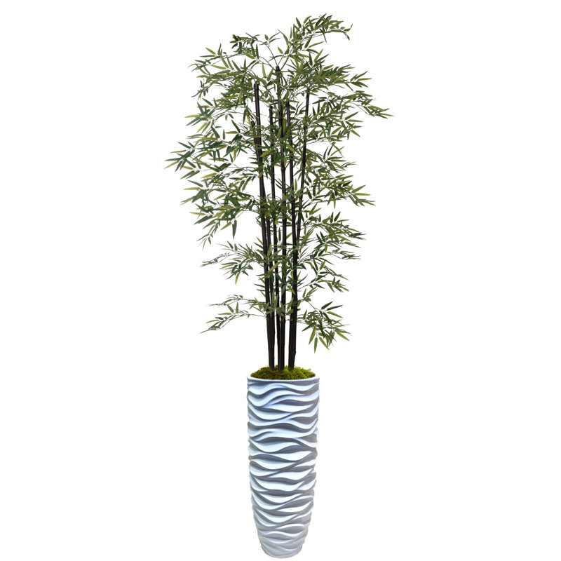 Arbre de bambou Panama