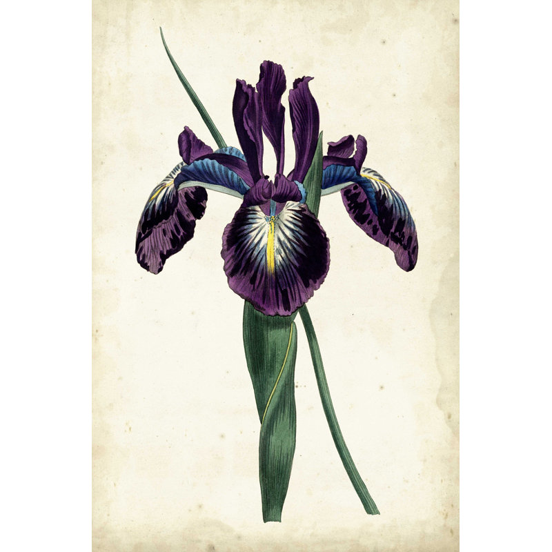 «Curtis Iris V» par Curtis - reproduction sur toile tendue, H 48 po x l 32 po x P 1,25 po