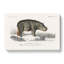 Hippopotamus Illustration by Charles D' Orbigny - Wrapped Canvas Painting-55359296