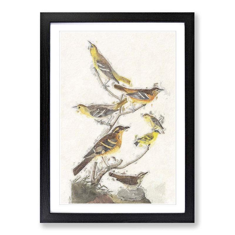 A Collection of Birds by John Audubon - Picture Frame Painting Print on Paper, 33cm H x 24cm W x 2cm D, Black Framed