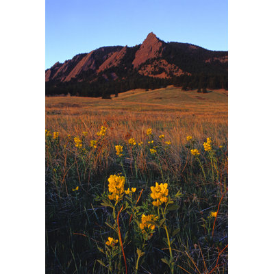 Mountain Wildflower Sunrise Meadow par Amygdala_Imagery