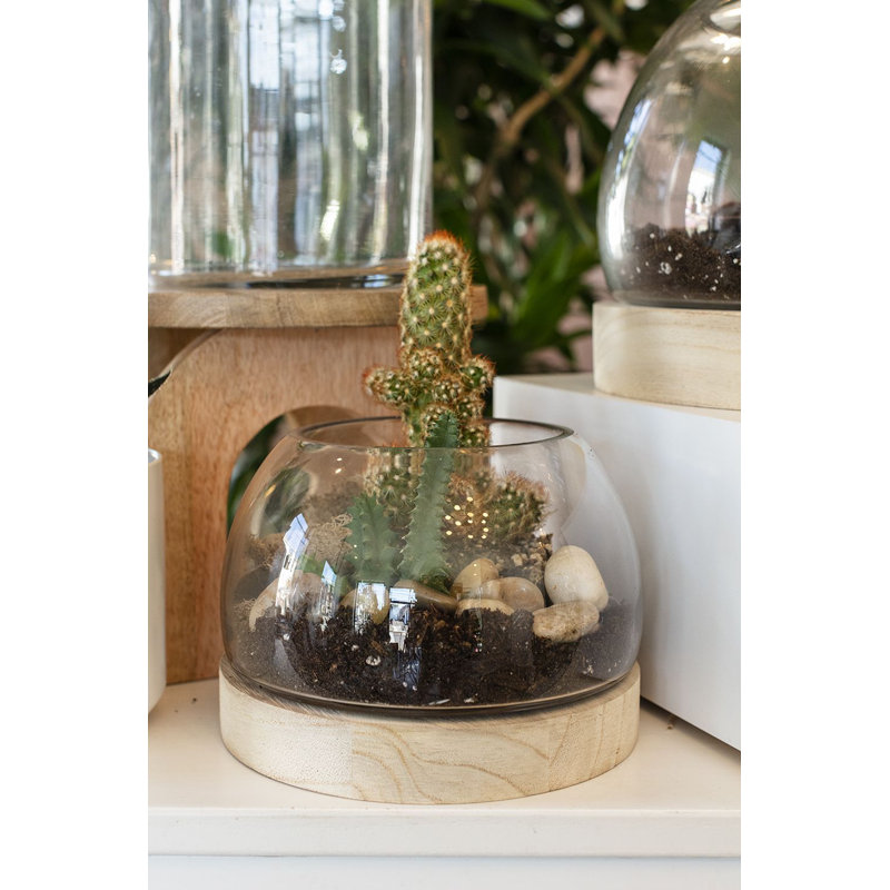 Terrarium en verre et bois Khalema, H 5 po x l 6,5 po x P 6,5 po