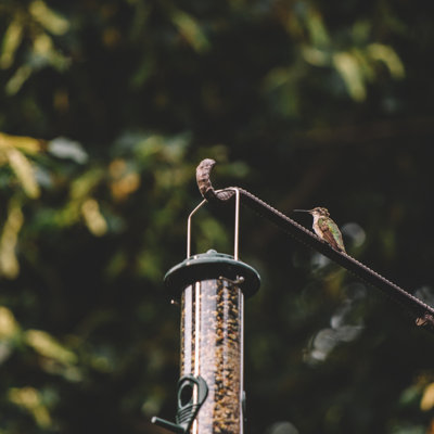  Mangeoire d'oiseaux à 6 ports avec perchoirs et tube transparent transparent - finition verte