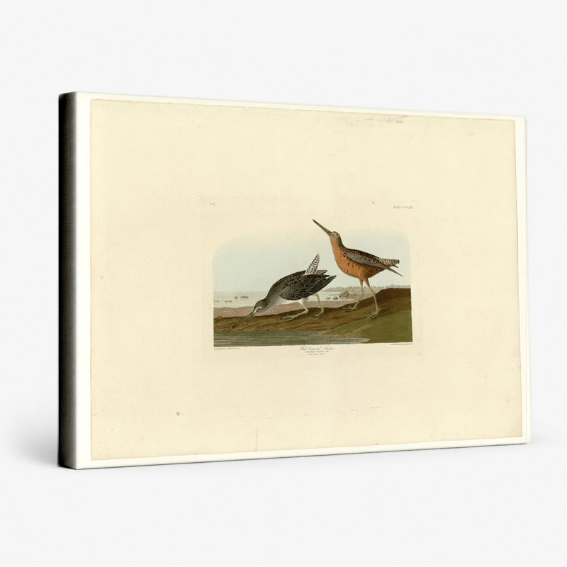 Bécasseau à poitrine rousse, plaque 335 - paysage, art mural sur toile, 18" W x 12" H