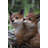 Fox Pups Hugging