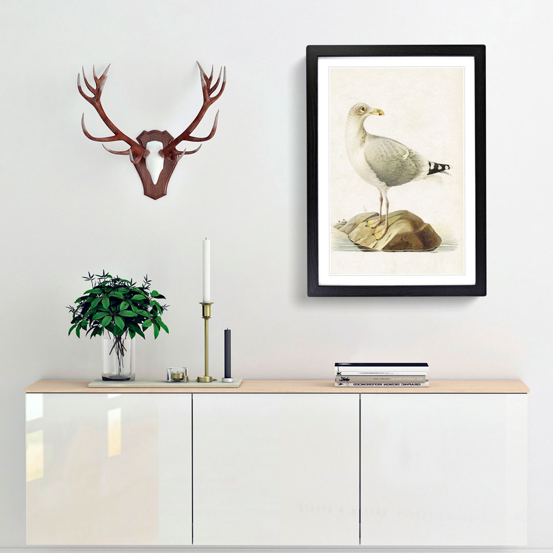 European Herring Gull by Von Wright - Picture Frame Painting Print