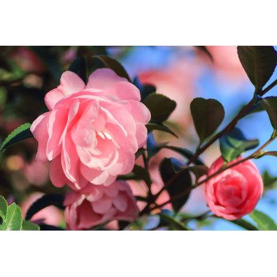 Closeup Of Roses by Baphotte - Wrapped Canvas Print
