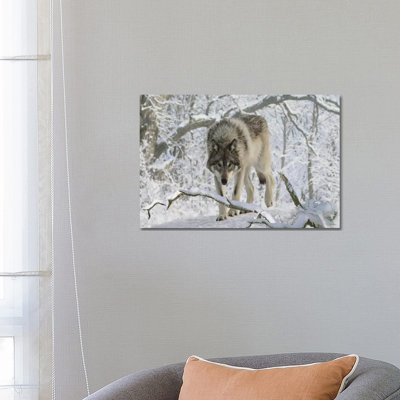 Zoo Wolf 04 1 Piece Wrapped Canvas Wall Art