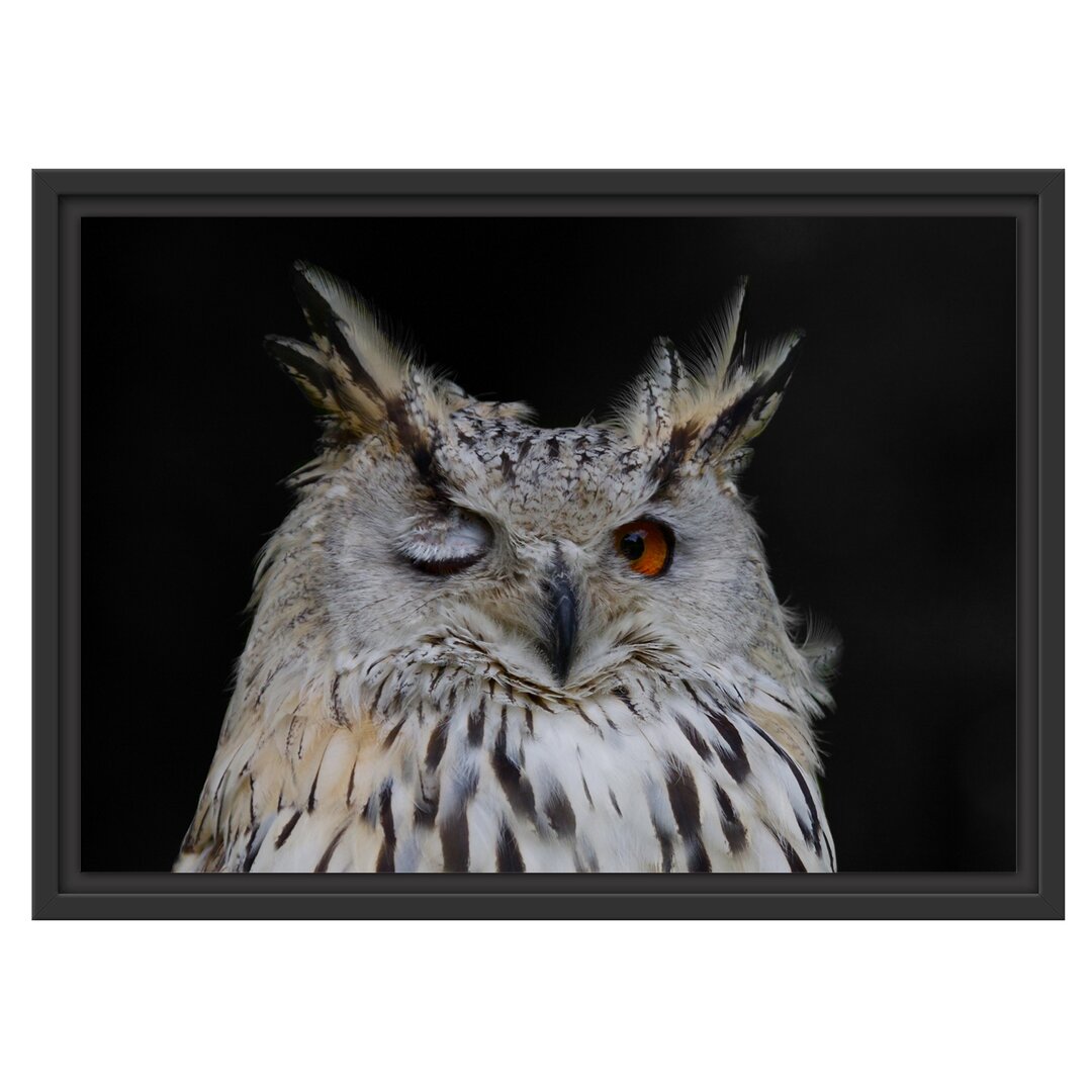 Gerahmter Grafikdruck Dark, Winking Long-Eared Owl