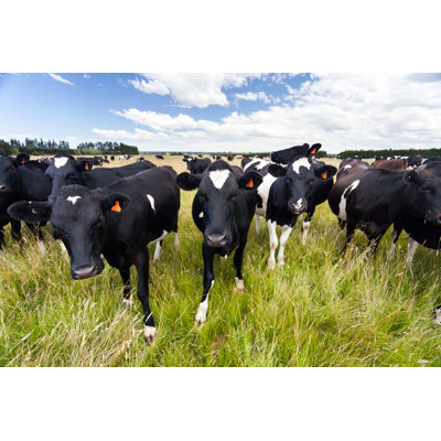 Dairy Cow On Grassy Field by Tbgrant - Wrapped Canvas Print