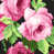 Lin noir, rose et choux Scm