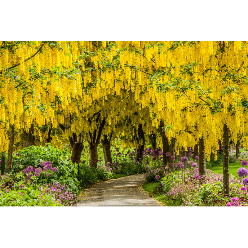 Herrick Golden Laburnum Path by CindiAugustine - Wrapped Canvas Print, 51cm H x 76cm W x 3.8cm D