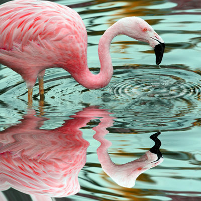 " Pink Flamingo Reflections " by Alancrosthwaite