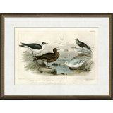 Black Toed Gull Print