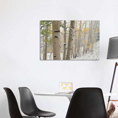 Quaking Aspen Trees with Snow, Gunnison National Forest, Colorado 1 Piece Wrapped Canvas Wall Art