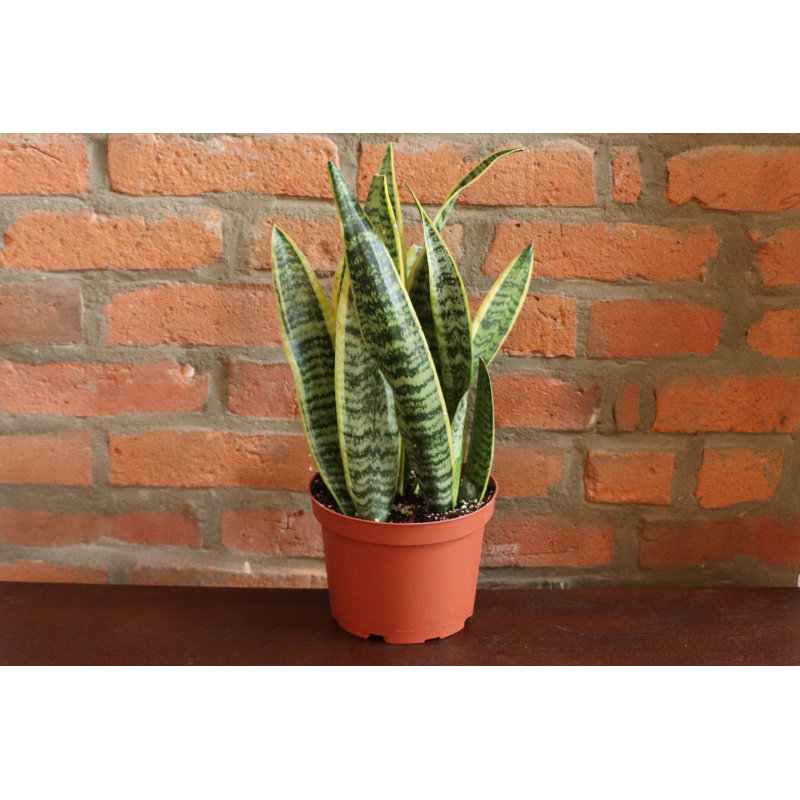 Live Laurentii Snake Plant, 10" H x 6" W x 6" D