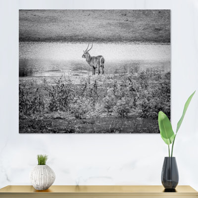 Gros mâle Waterbuck debout près de l'eau - peinture sur toile
