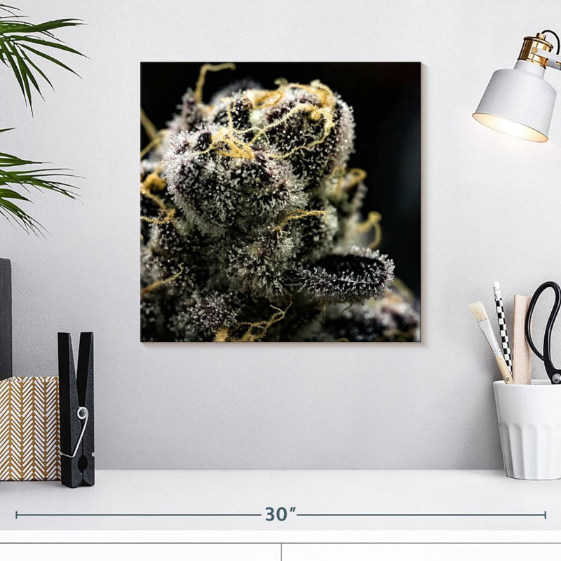 White Marijuana Trichomes, 16" H x 16" W