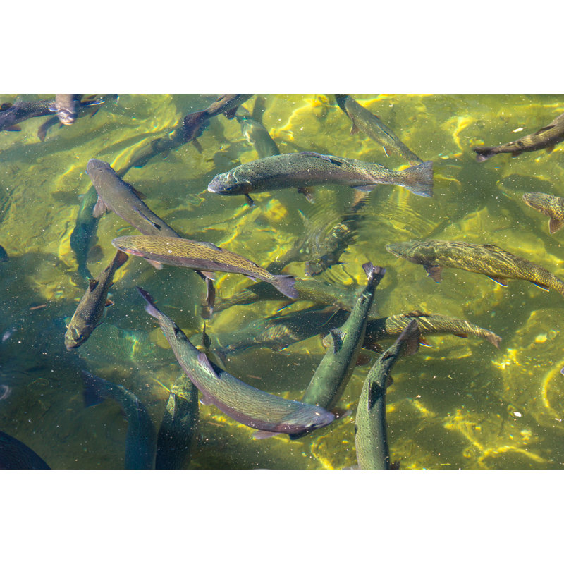 Ankney Trouts - Wrapped Canvas Print, 81cm H x 122cm W x 3.8cm D