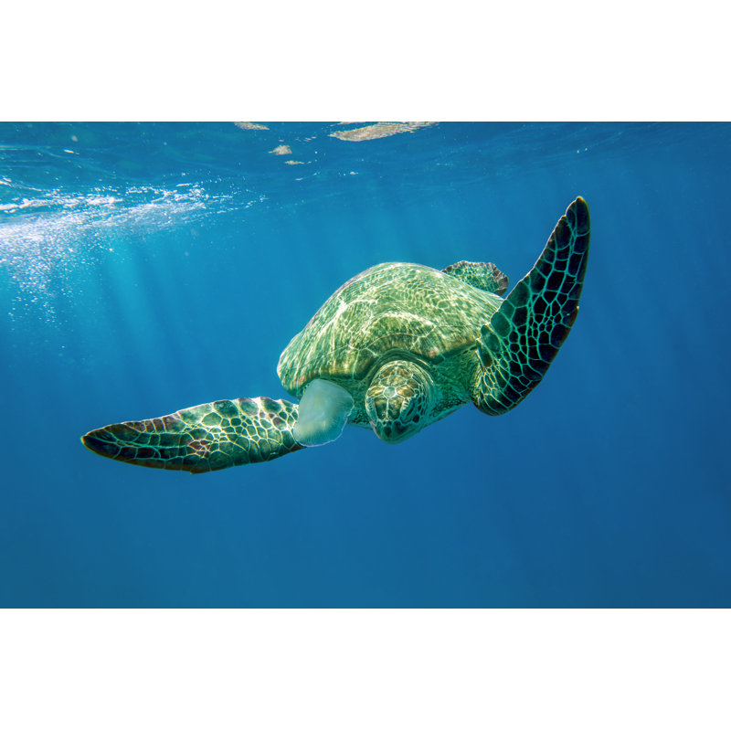 Loggerhead Sea Turtle by Mirecca - Wrapped Canvas Print, 30cm H x 46cm W x 3.8cm D