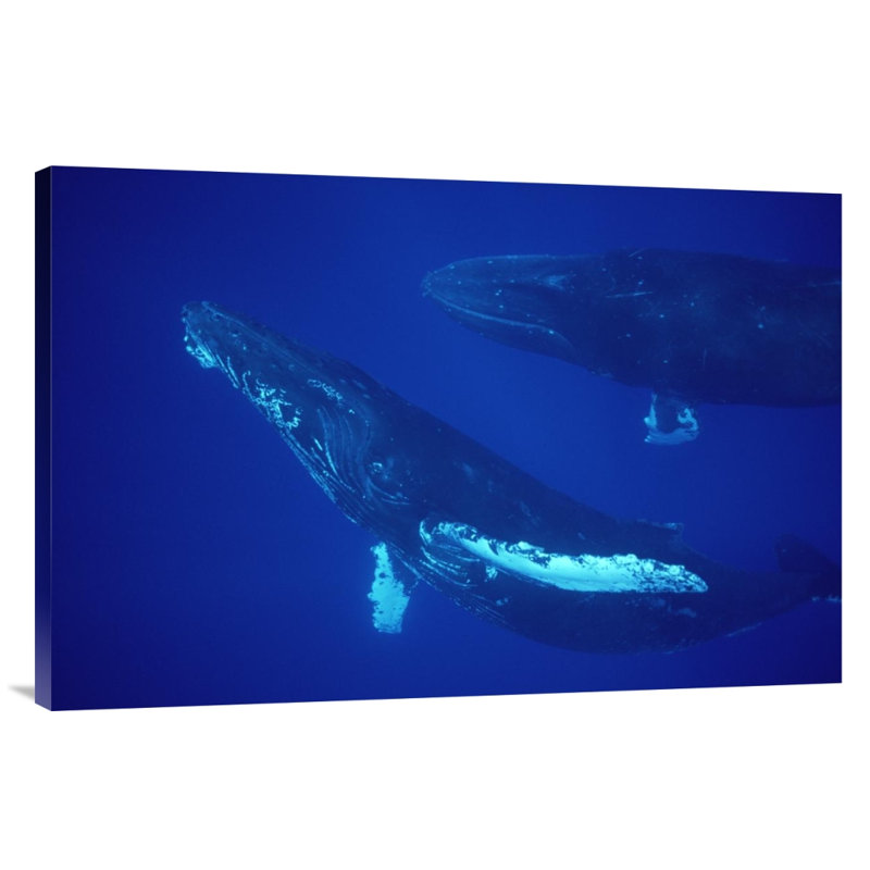 " Humpback Whale Friendly Singer And Joiner, Maui, Hawaii ", 24" H x 36" W, Wrapped Canvas