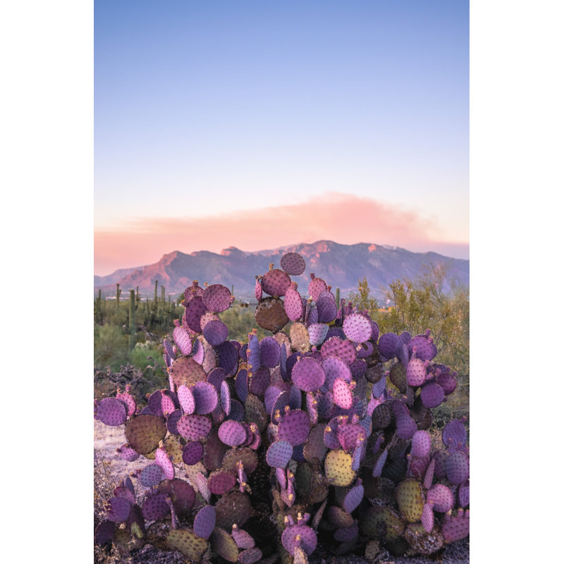Mauve, cactus, H 18 po x l 12 po