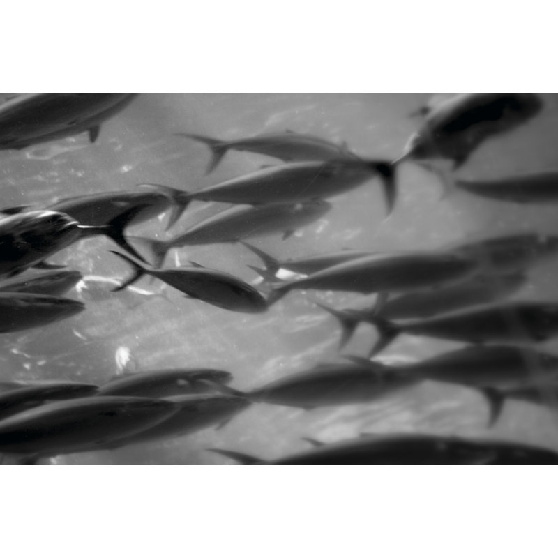 Underwater World 31 by DAG, Inc - Wrapped Canvas Print, 30cm H x 46cm W x 3.8cm D