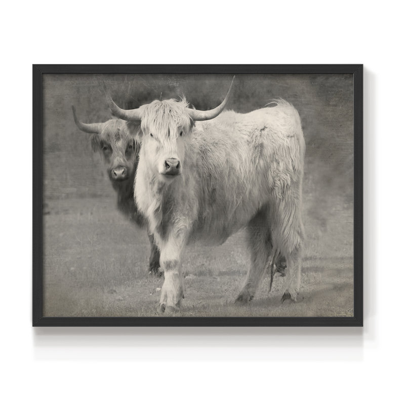 Highland Cattle Inseparable -Framed Print - Restickable, H 11 po x l 14 po, Noir, noir, noir, noir