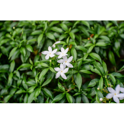 " White Flower "