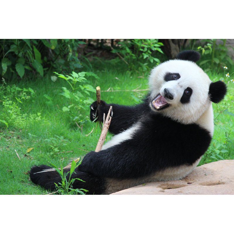 Panda In China - Wrapped Canvas Print, 30cm H x 46cm W x 3.8cm D