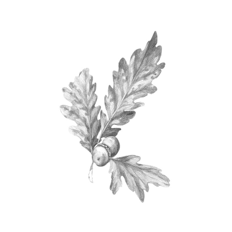Oak Leaf Pencil Sketch I - Drawing, 76cm H x 51cm W, Black Floater Framed