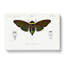 Giant Cicada Illustration by Charles D Orbigny - Wrapped Canvas-55366056