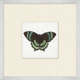 Miniature Butterfly Collection 14 Print