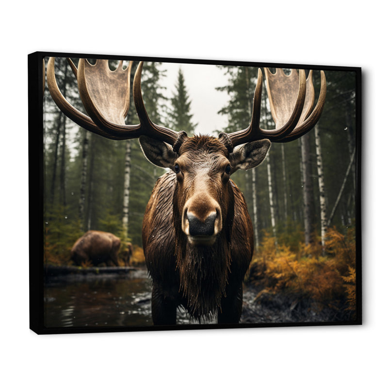 «Brown Yellow Moose Majestic», reproduction sur toile, Cadre flottant noir, H 34 po x l 44 po x P 1,5 po