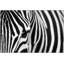 Seeing Stripes Print by Lillian August