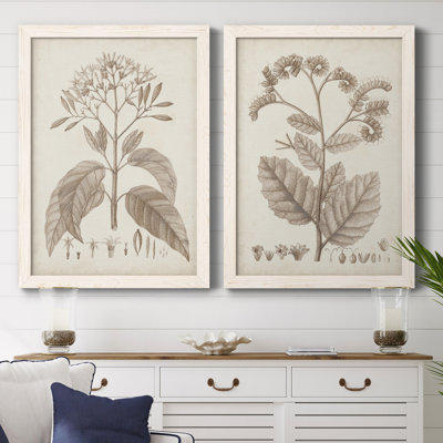 " Antique Sepia Botanicals III " 2 - Pieces