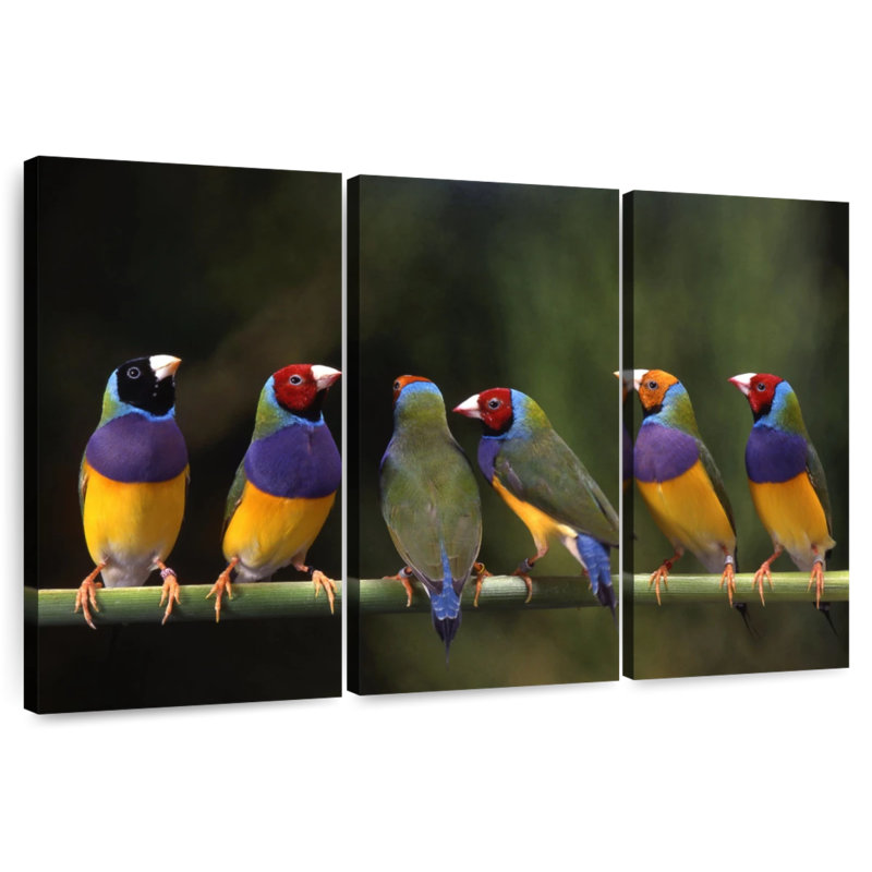 Gouldian Finch I