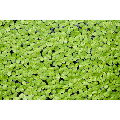 Green Duckweed On The Water by Watcharapol_Kun - Wrapped Canvas Print