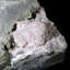 Rhodochrosite. Mine Santa Eulalia, Mexique
