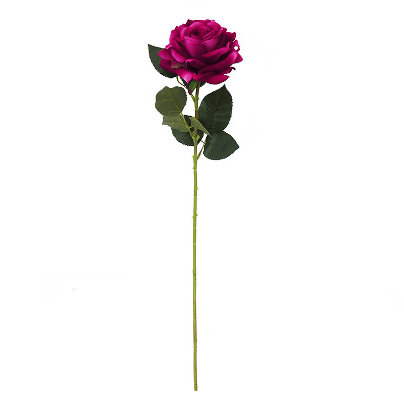 Grandes tiges roses en velours, Beauté rose