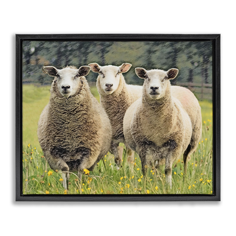 «Sheep Grazing in Grass», art mural encadré sur toile flottante par Sundance Group, LLC., Cadre flottant noir de jais