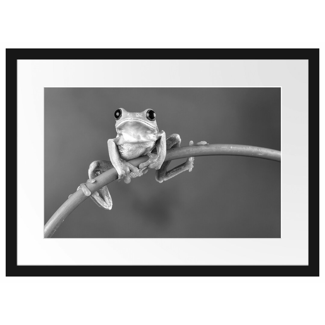 Gerahmtes Poster Baum-Frosch auf Bambus