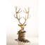 Stag Bust Sculpture-1241557300