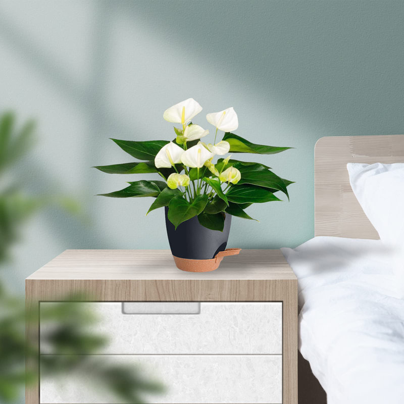 Self Watering Plant Pots Indoor, Black/Brown