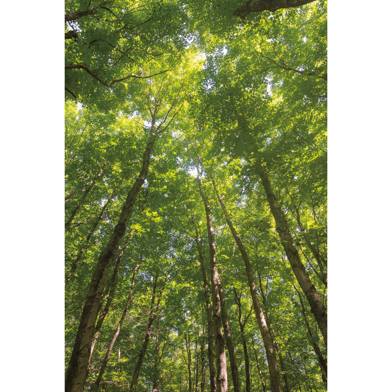 Auvent en bois franc II, H 48 po x l 32 po